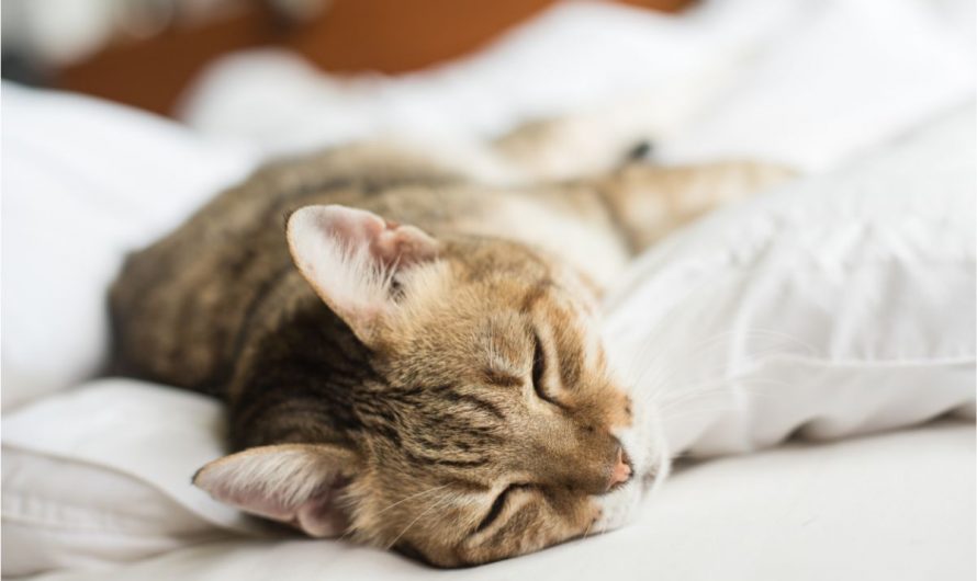 Pourquoi les chats se mettent au pied du lit ?